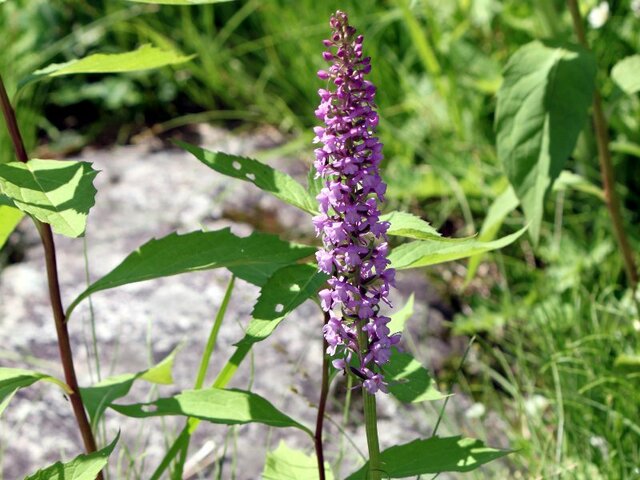 手形千鳥のブログ