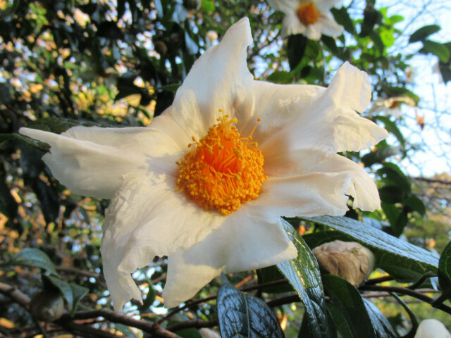 Camellia granthamiana