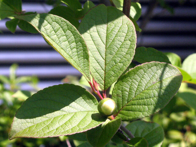 Stewartia pseudocamellia