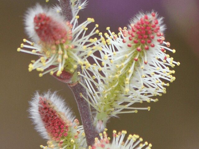 细柱柳 Salix Gracilistyla Cv Shimanto 科技研花图画书