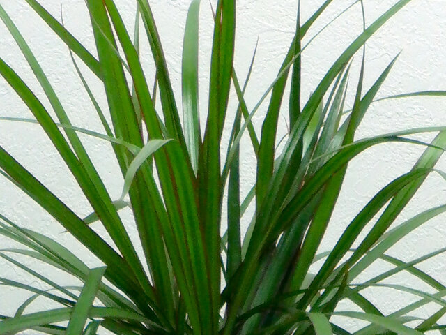 Dracaena marginata