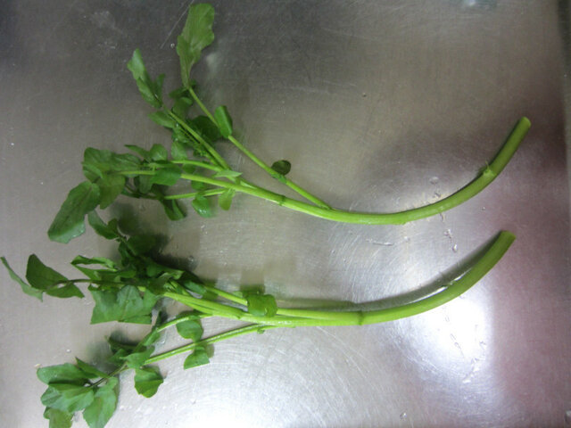 Watercress