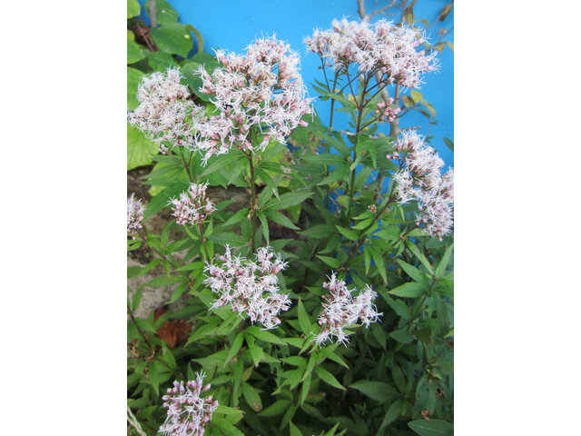 Eupatorium japonicum