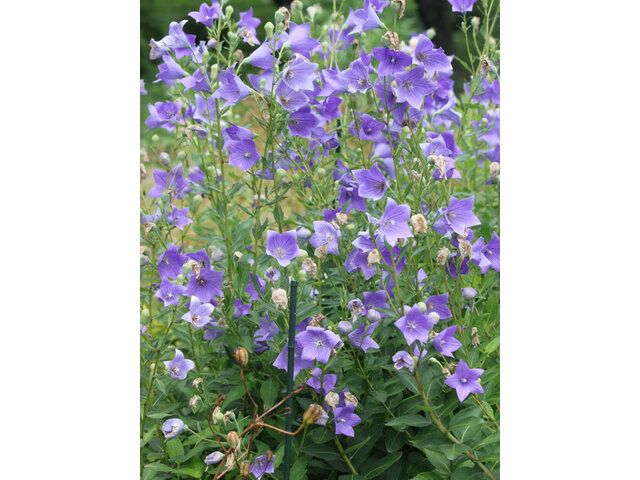 Balloon flower