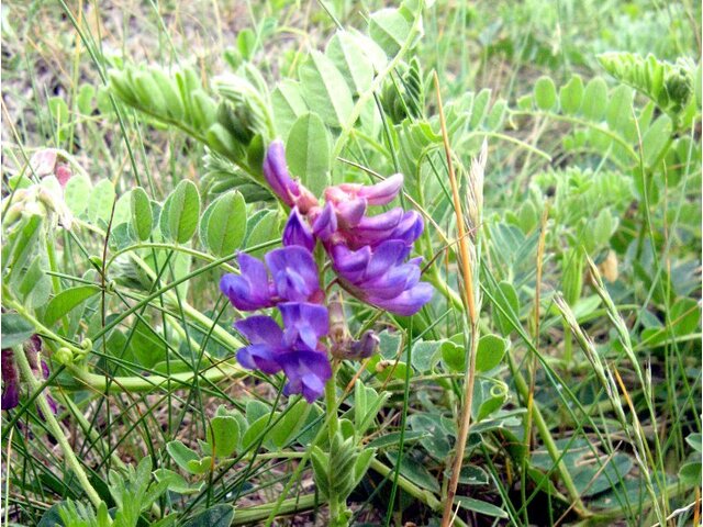 Oxytropis megalantha