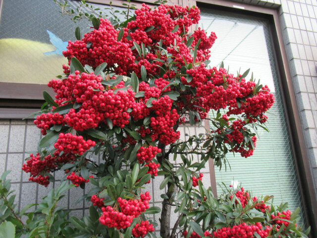 Pyracantha