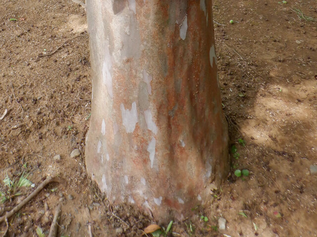 Stewartia monadelpha