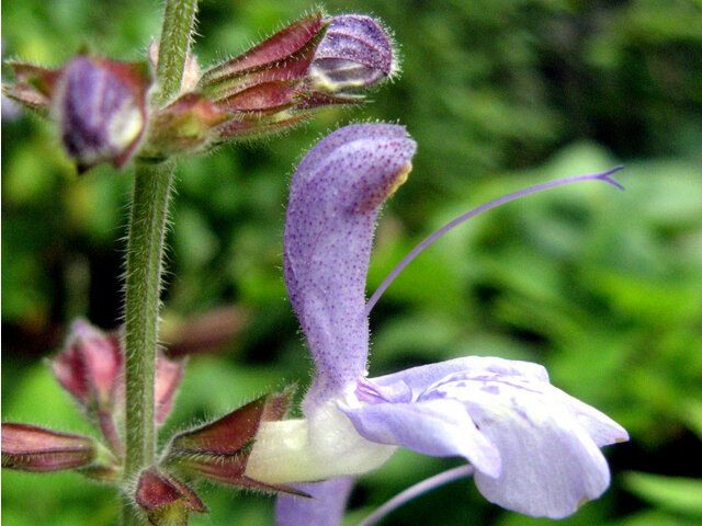 Salvia bulleyana