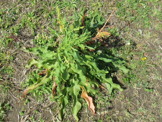 Rumex crispus