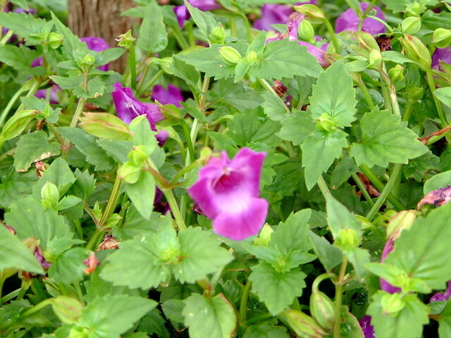 Torenia fournieri