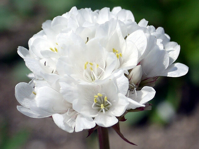 Armeria 'ballerina white'