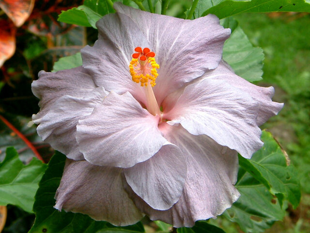 Blue Bayou Hibiscus