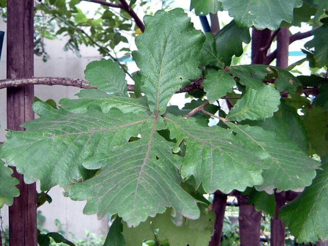 槲树 | Quercus dentata | 科技研花图画书