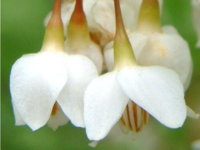 Japanese snow bell