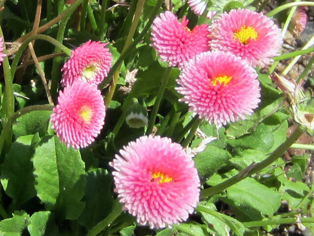 Bellis perennis