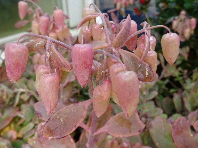 カランコエ ラクシフロラ Kalanchoe Laxiflora かぎけん花図鑑