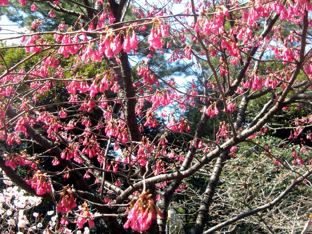 Cerasus campanulata