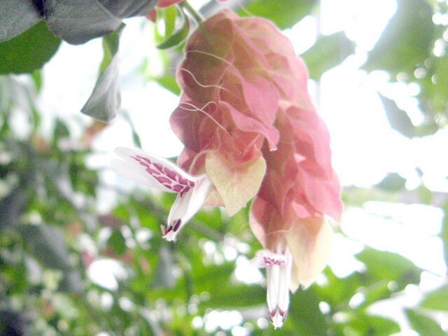 Mexican shrimp plant