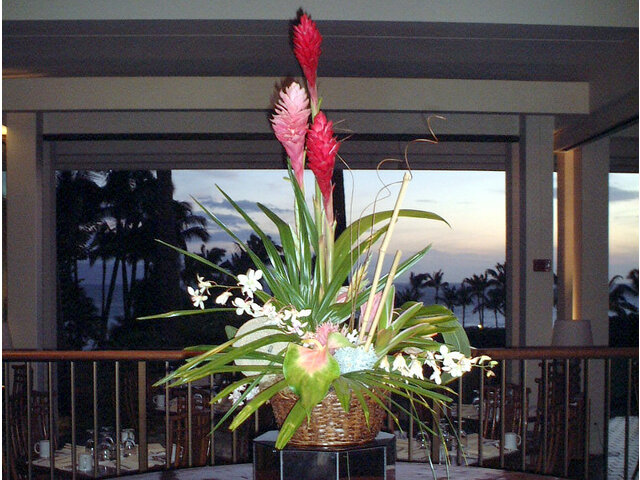 Alpinia purpurata