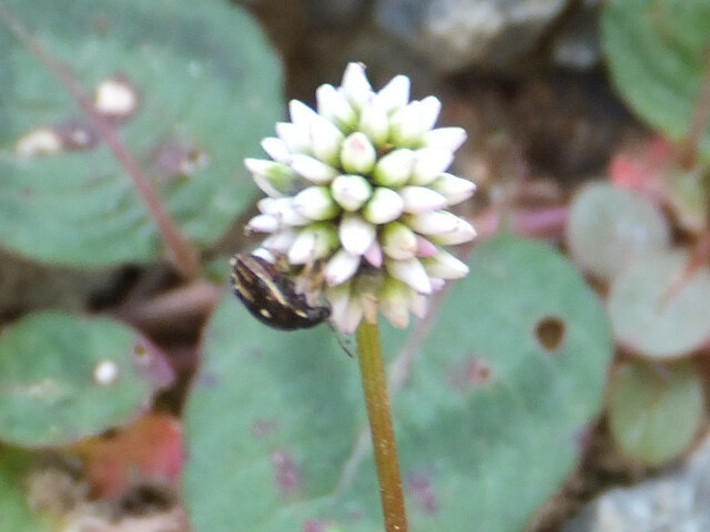 Persicaria chinensis