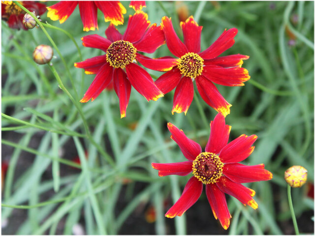 10月10日の誕生花 メロン 花 蛇の目菊 科技研花图画书