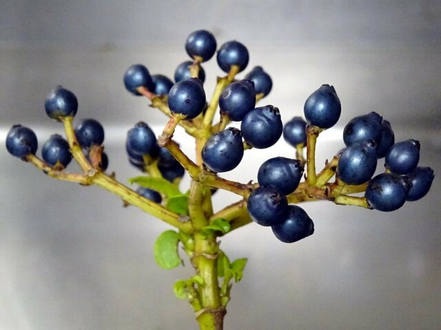 Viburnum tinus