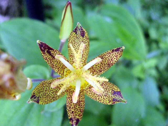 Tricyrtis latifolia