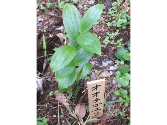 Disporum viridescens