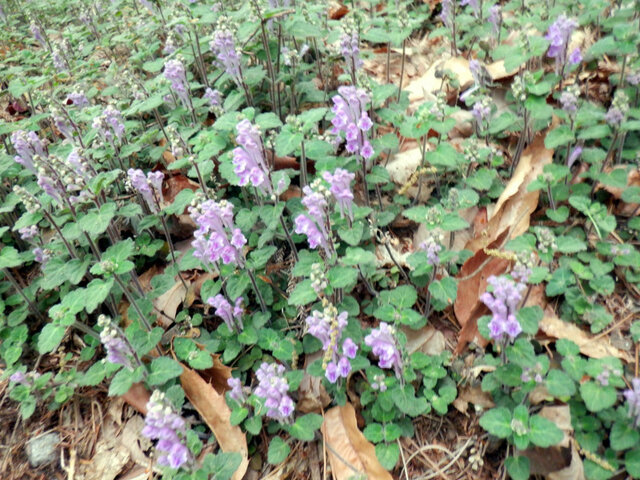 Scutellaria indica