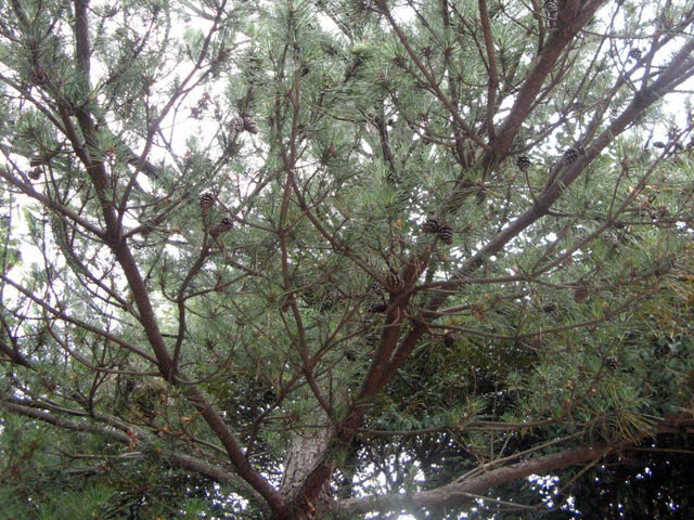 Japanese red Pine