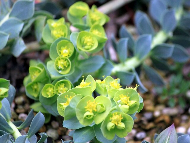 Myrtle spurge