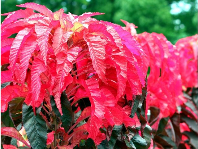 Amaranthus tricolor