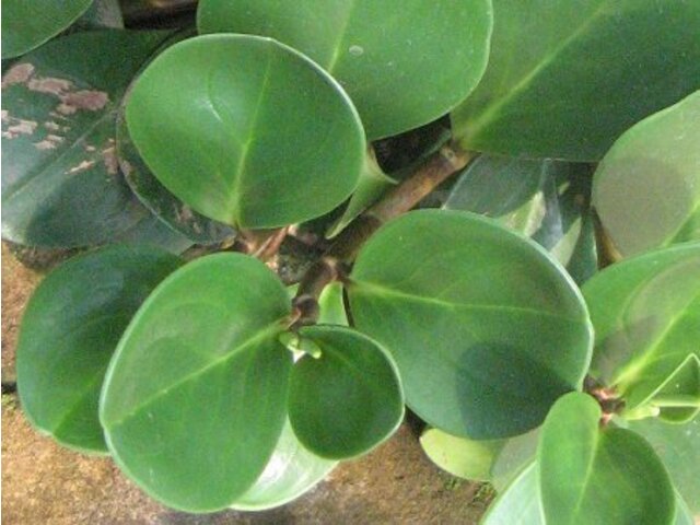 Peperomia