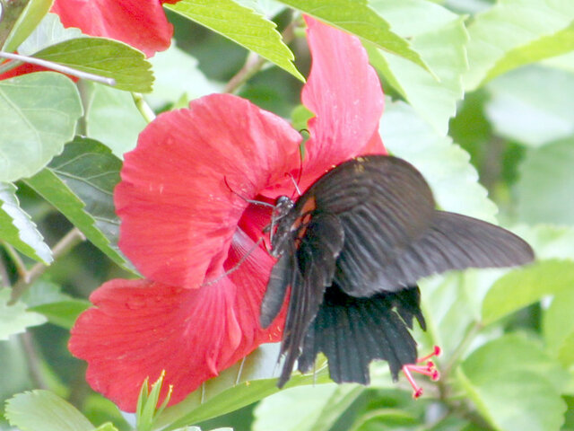 誕生花 8月10日 ハイビスカス 紅葉縷紅 科技研花图画书