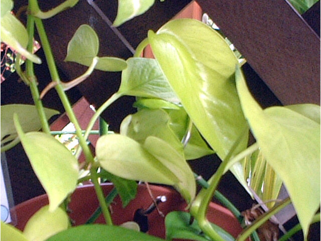 Lime Pothos