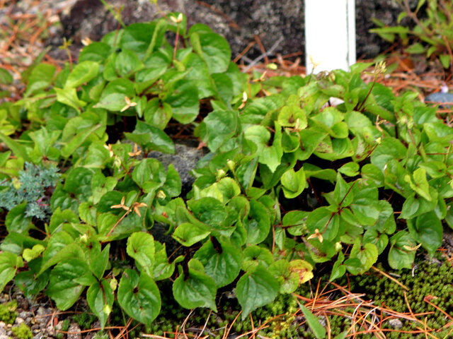 Viola brevistipulata