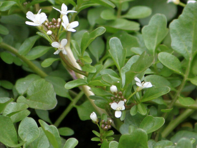 Cardamine longifructa