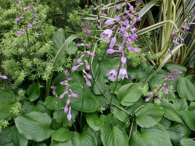 Hosta