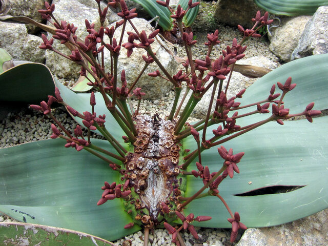 Welwitschia mirabilis 