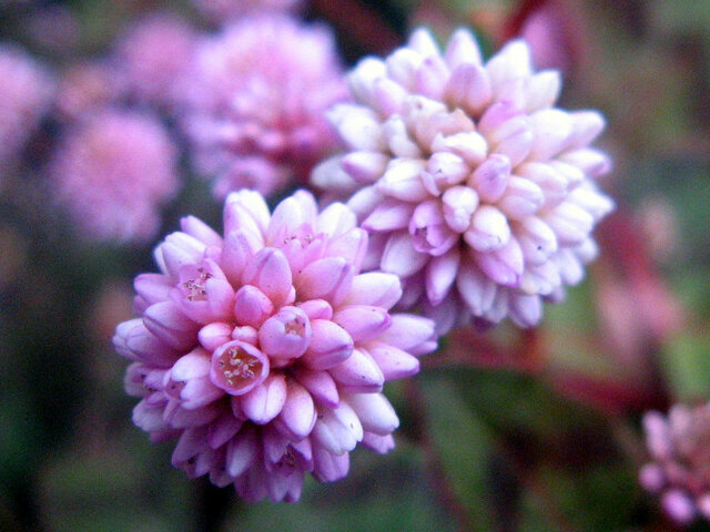 Persicaria capitata