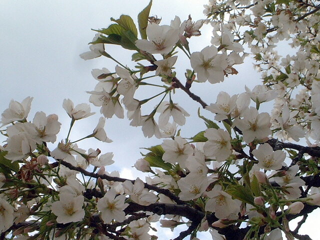 大島桜のブログ Flower Database