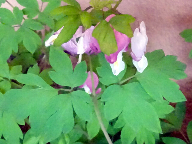 Lamprocapnos spectabilis