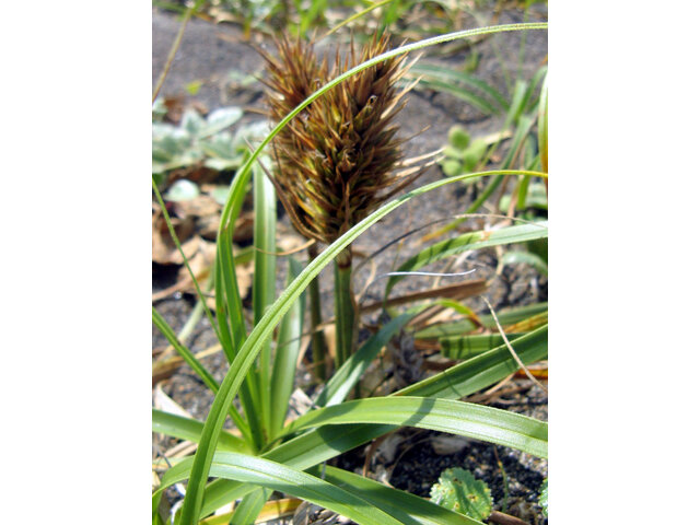 Carex macrocephala