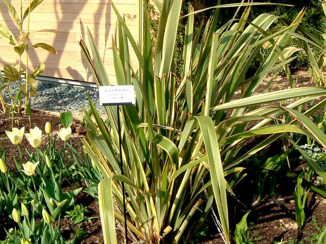 ニュージーランドの花 かぎけん花図鑑
