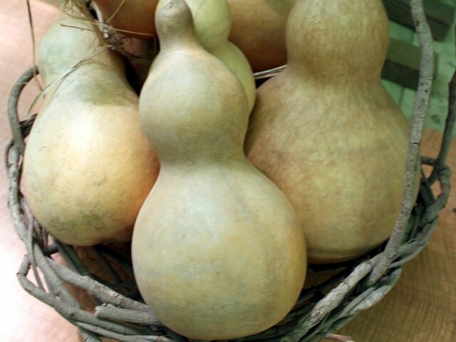 Gourd