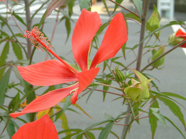 Hibiscus coccineus