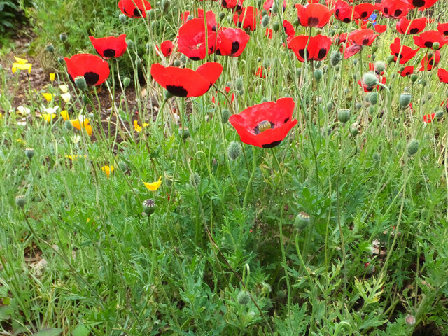 Ladybird Poppy