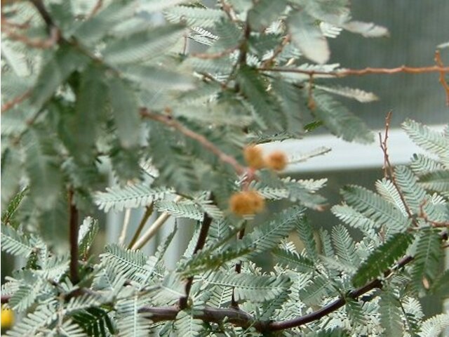 ギンヨウアカシア プルプレア Acacia Baileyana Purpurea かぎけん花図鑑