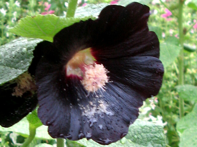 黑蜀葵