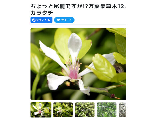 花日記「万葉集の草木シリーズ」